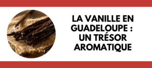 Lire la suite à propos de l’article La vanille en Guadeloupe : Un trésor aromatique